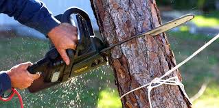 Best Commercial Tree Services  in Kingman, KS