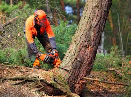 Best Storm Damage Tree Cleanup  in Kingman, KS