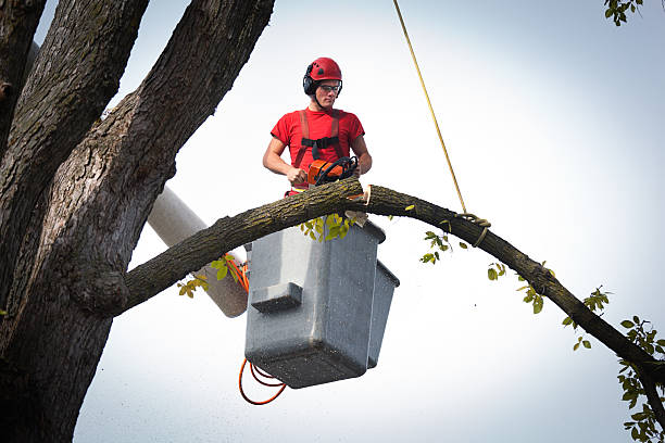  Kingman, KS Tree Services Pros